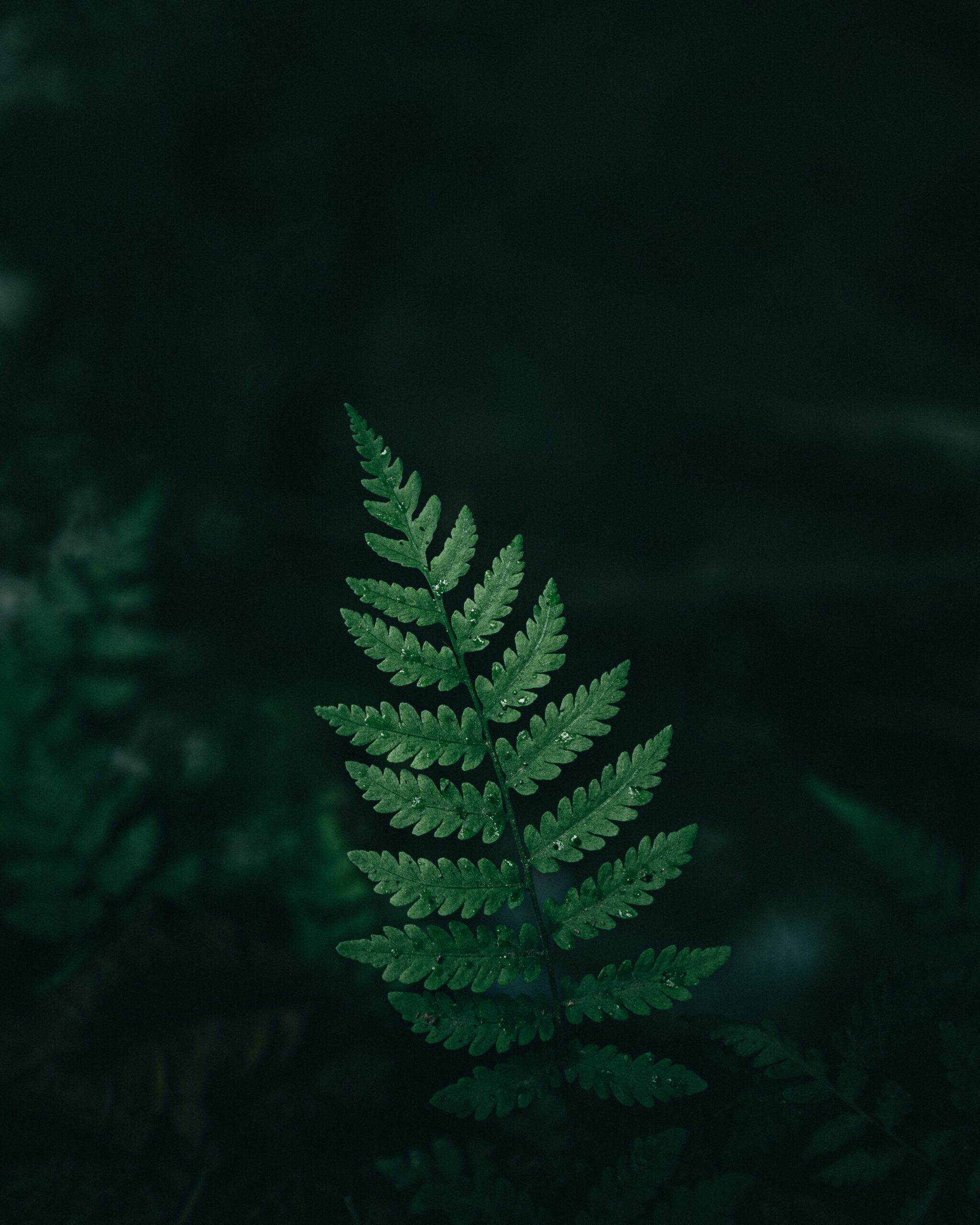A close up image of a fern fron with a dark background.